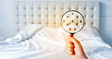 Punaises de lit – Signes d’une infestation et comment se débarrasser des punaises de lit Détection punaise de lit